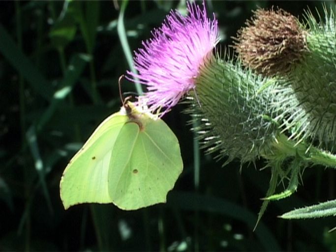 Zitronenfalter ( Gonepteryx rhamni ), Flügelunterseite : Niederkrüchten, Elmpter Schwalmbruch, 10.07.2003